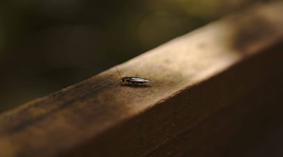 Why choose MPPP Myrtle Point for monthly pest prevention plans in Myrtle Point